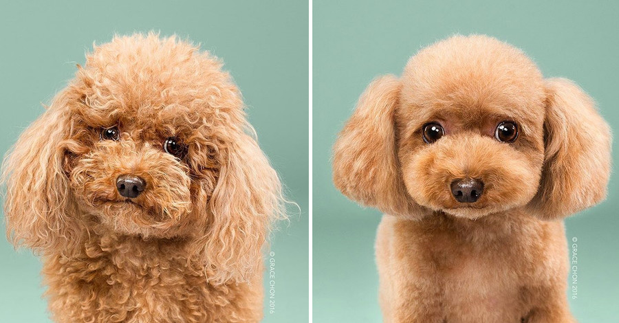 Этих собак подменили: как стрижки меняют внешность до неузнаваемости 