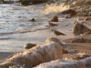 В Крыму нашли тело пропавшей девочки