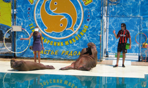 Моржи качали пресс, а дельфины играли в баскетбол