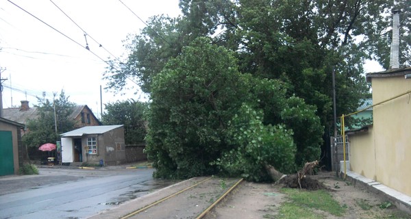 Ураган в Одессе: упавшее дерево убило бабушку