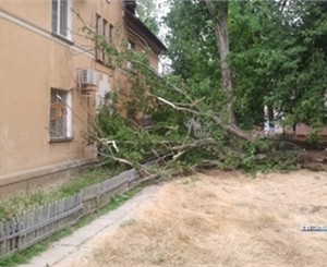 Жители дома в Крыму стали заложниками упавшего дерева 