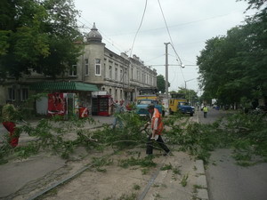 В Одессе дерево убило пожилую женщину