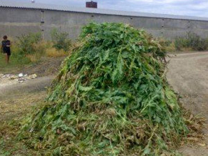 В Крыму задержан любитель булочек с маком