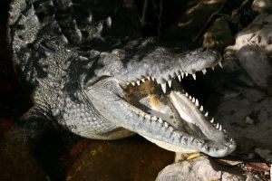 В Ялте в День рождения Януковича откроют  крокодиляриум