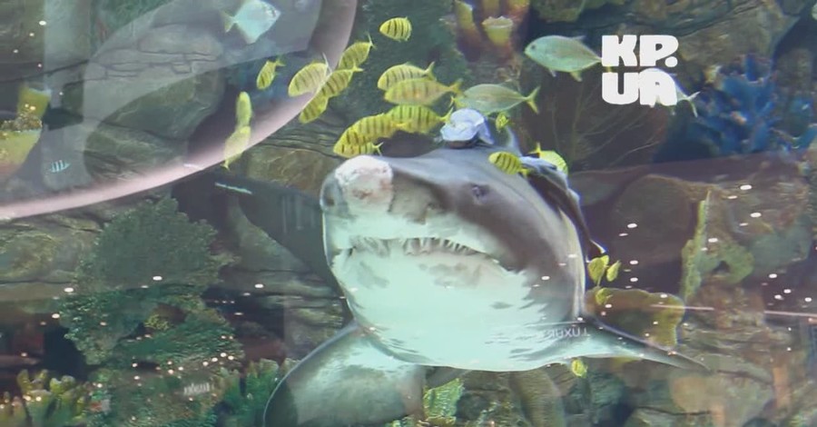 Акула из Ocean Plaza разбила себе нос