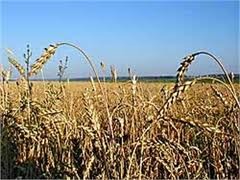 Минагропром: дожди испортили урожай пшеницы
