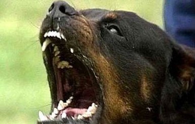 Хозяев ротвейлера, который загрыз 4-летнего ребенка, считают невиновными  