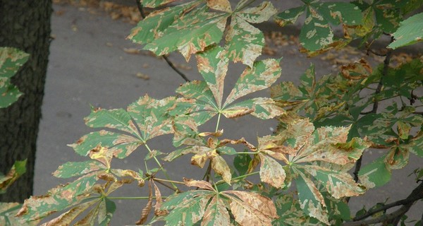 Каштаны снова ест моль