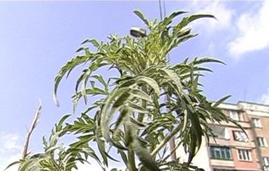 На Донетчине готовят операцию «Корешок»