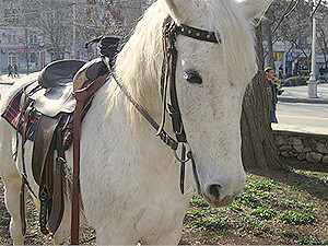 Беспредел в Севастополе: милиционер бил по голове 14-летнюю девочку