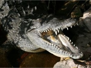 В Ялте открылся крокодиляриум