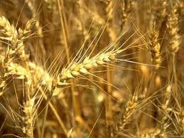 В Запорожской области пострадал урожай пшеницы: сгорело 28 гектаров