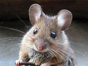 Ученые вырастили мышей с человеческой печенью – для опытов