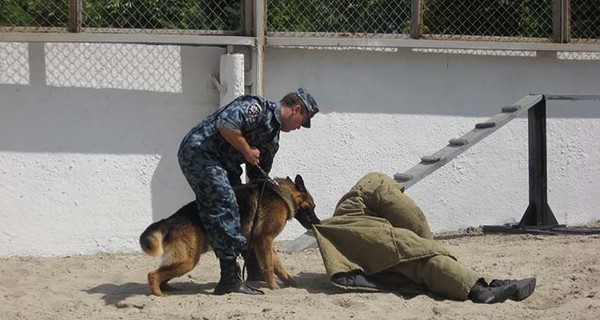 За порядком на вокзалах и в поездах следят 12 служебных собак