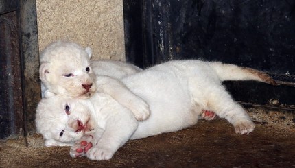 В городском зоопарке Тбилиси родились белоснежные львы 
