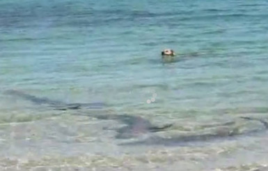 Бесстрашная собака искусала огромную акулу