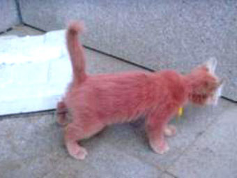 На улице обнаружен бесхозный розовый котенок