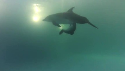 В одесском дельфинарии родился дельфиненок