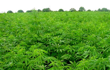 На Донетчине нашли рекордную плантацию конопли