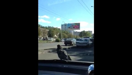 Самый наглый голубь в Одессе