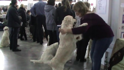 Международная выставка собак в Запорожье