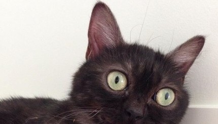 Кошачьи истории: самые необычные коты сети 