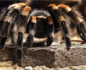 В Крыму каракурты устроили охоту на отдыхающих