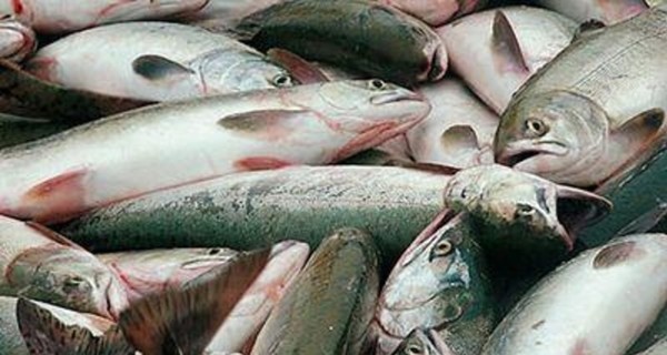 Донбасские браконьеры ловили в Азовском море краснокнижную рыбу  