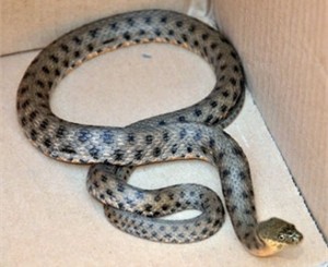 На Донетчине гадюка заползла в офисный центр и до полусмерти напугала сотрудников