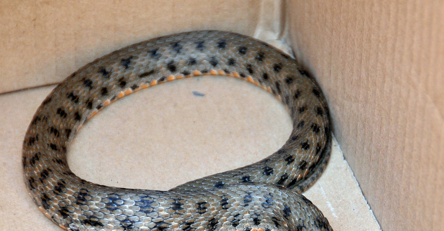 Агрессивный полоз переполошил бизнес-центр в Мариуполе