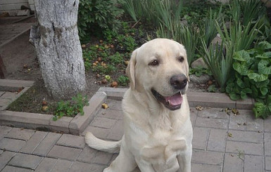 Александр Пономарев ищет невесту для своего друга