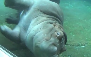 Бегемот научился танцевать под водой
