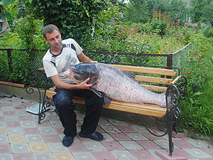 Вот так рыба - толстый лоб: 37 килограммов!