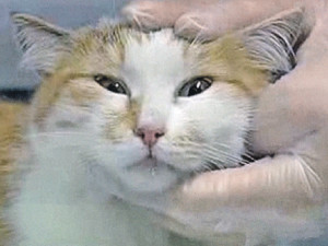 Кошка, пропавшая во время аварийной посадки Ан-24, месяц ждала хозяев в обломках самолета