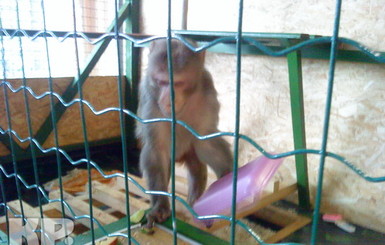 Дикая макака сбежала из зоопарка