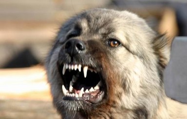 На Донетчине орудуют 