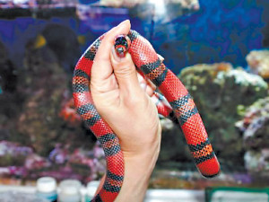 Змея, сбежавшая из Одесского зоопарка, полтора года ползала по дорожкам для посетителей