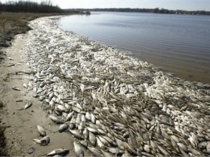 В Днепровском лимане всплыло полторы тонны рыбы