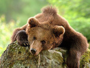Медведицу-людоеда с тремя медвежатами застрелили на Камчатке