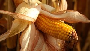 Эксперт: Украину ожидает жесткое испытание большой кукурузой 