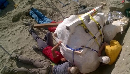 В США раскопали череп тираннозавра
