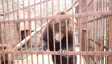 В Запорожский зоопарк передали медведей и тигров 