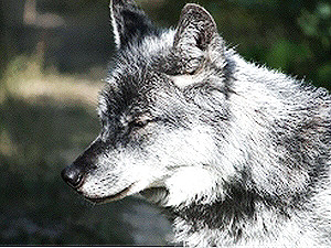 Суровые донецкие дети забили палками волчицу