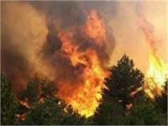 В Херсонской области горело 15 гектар леса