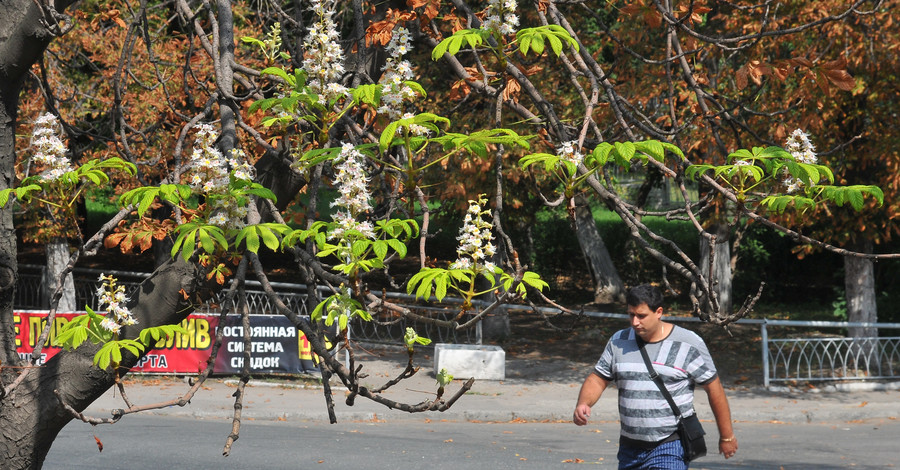 В  сентябре зацвели каштаны