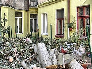 "Пока дерево никого не убьет, никто с ним ничего делать не будет!" В Одессе едва не случилась трагедия