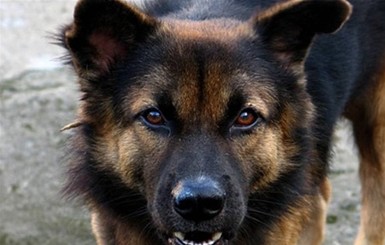 На Донеччине озверевший пес чуть не откусил ногу 3-летней девочке