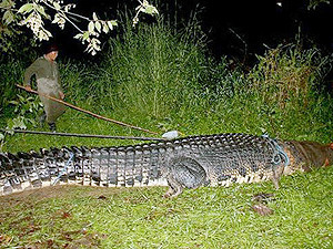 Филлипинцы поймали гигантского крокодила-людоеда