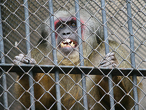 В зоопарке снова гибнут животные, но в дирекции говорят, что проблемы нет