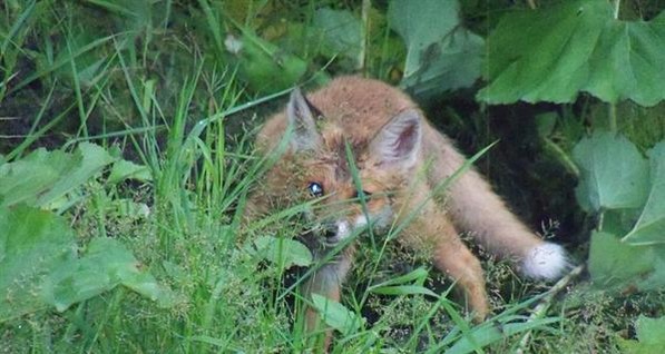 Под Донецком туристов окружили лисы, черепахи и выдры
